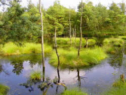 Urlaub Lneburger Heide