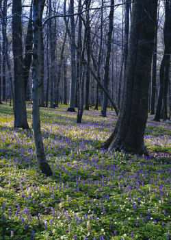 Nationalpark Hainich