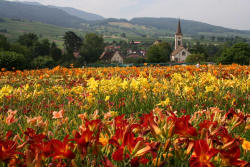 Sulzberg im Markgrflerland