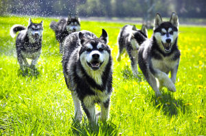 Schlittenhunde Schwbische Alb